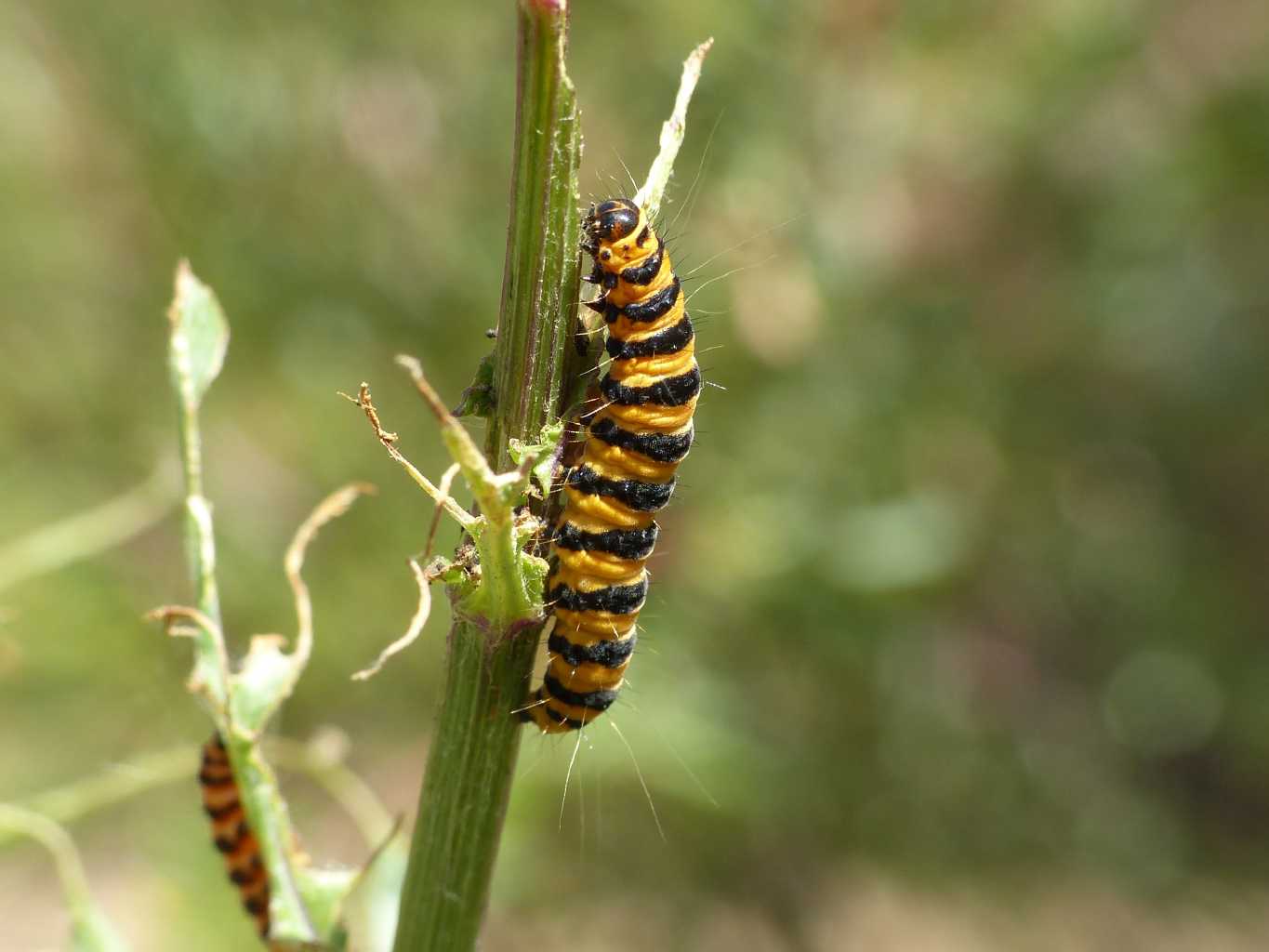 Pianta distrutta dai bruchi